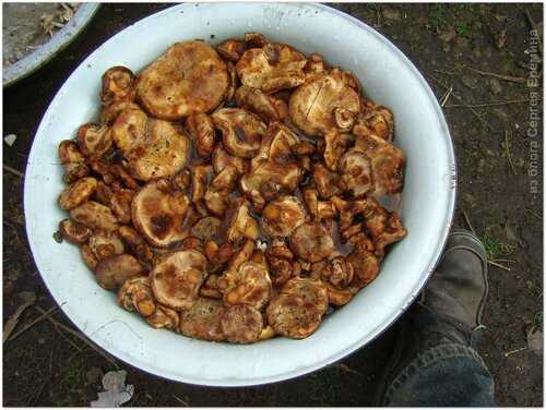 Жареный картофель с луком - разнообразие блюда с золотой корочкой: рецепт с фото